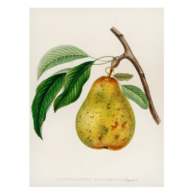 Magneetborden Botany Vintage Illustration Yellow Pear