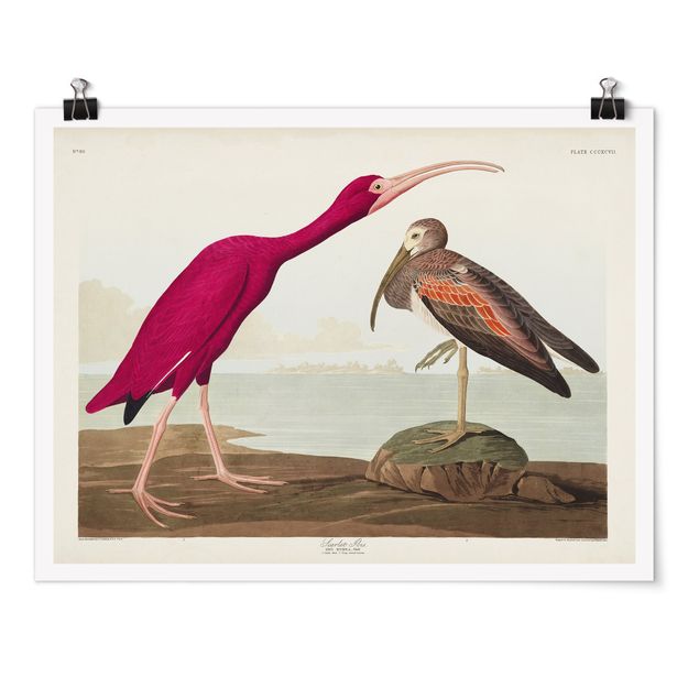Posters Vintage Board Red Ibis