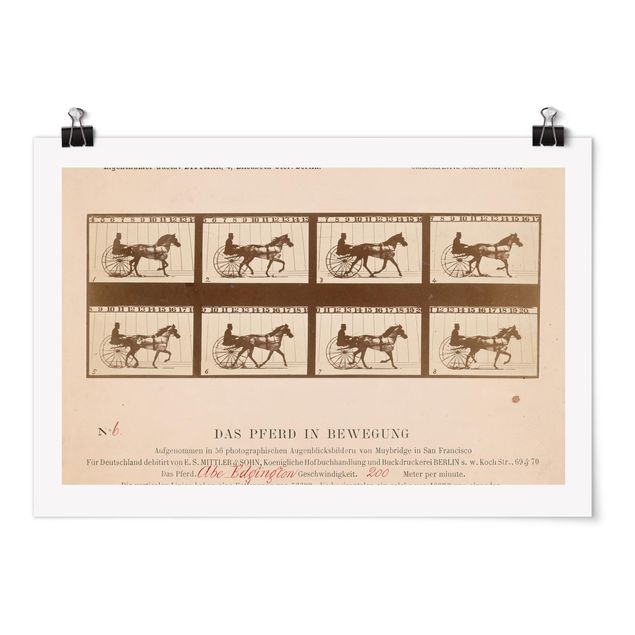 Posters Eadweard Muybridge - The horse in Motion