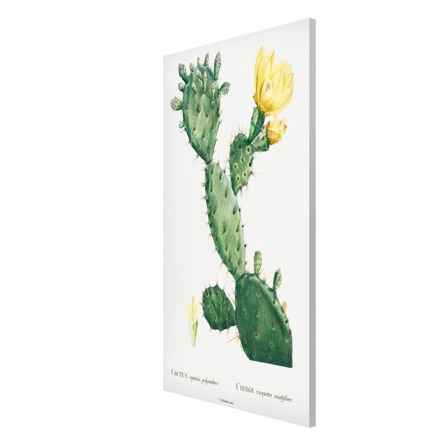 Magneetborden Botany Vintage Illustration Cactus With Yellow Flower