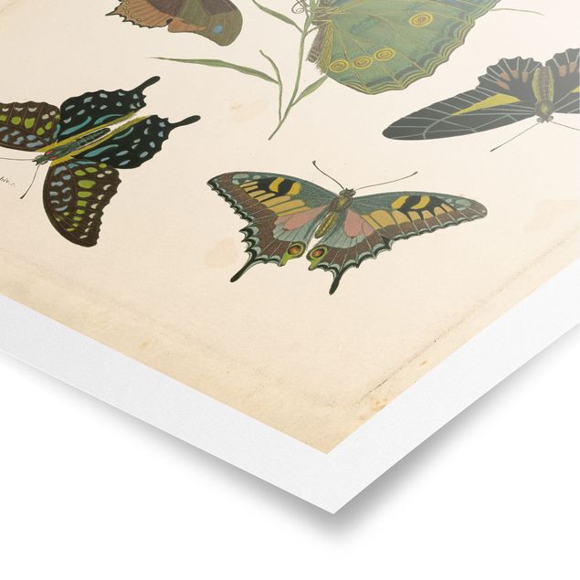 Posters Vintage Illustration Exotic Butterflies