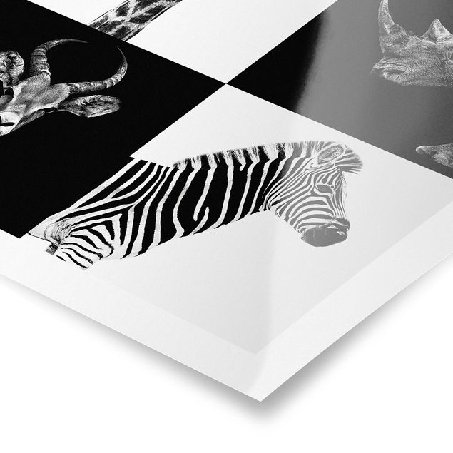 Posters Safari Quartet