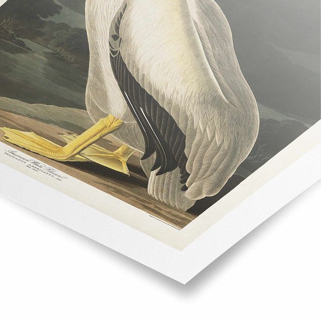 Posters Vintage Board White Pelican