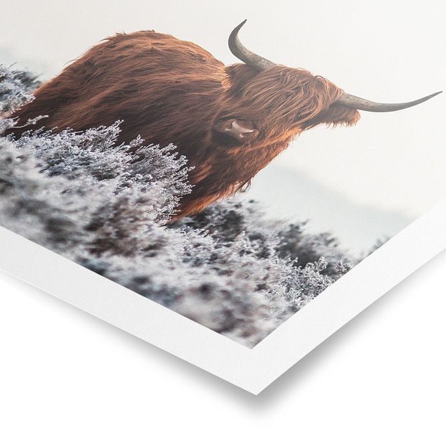 Posters Bison In The Highlands