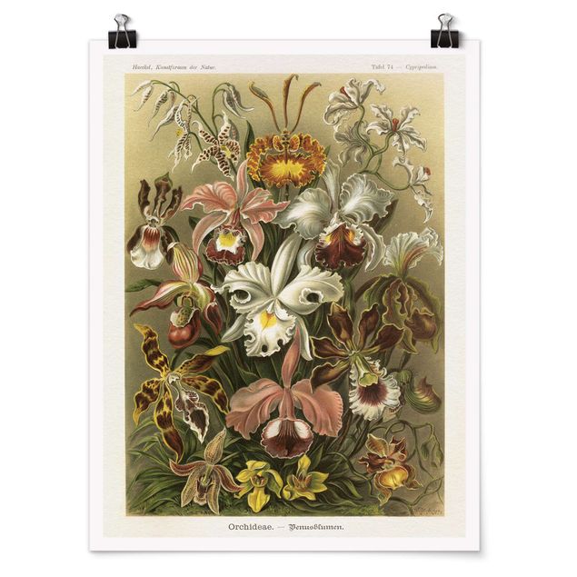 Posters Vintage Board Orchid
