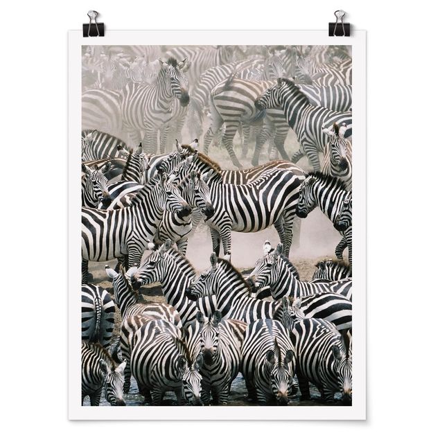 Posters Zebra Herd