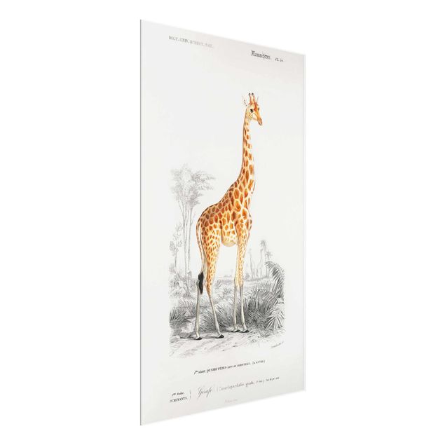 Glasschilderijen Vintage Board Giraffe