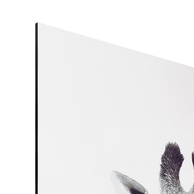 Aluminium Dibond schilderijen Giraffe Portrait In Black And White