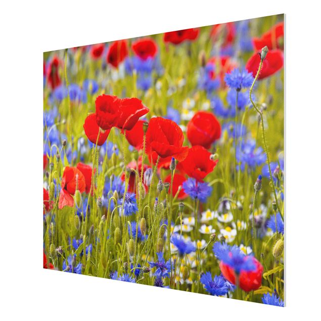 Forex schilderijen Summer Meadow With Poppies And Cornflowers