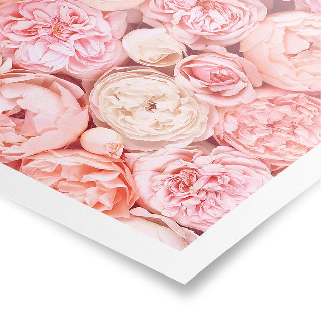 Posters Roses Rosé Coral Shabby