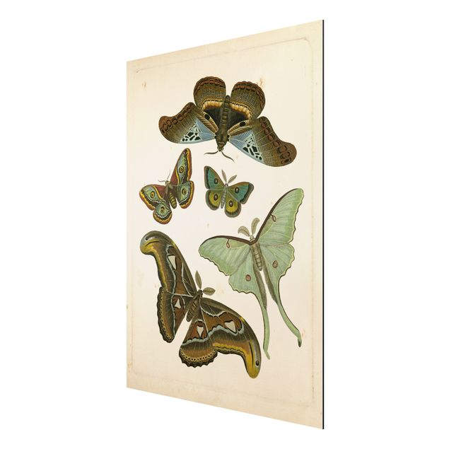 Aluminium Dibond schilderijen Vintage Illustration Exotic Butterflies II
