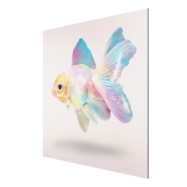 Aluminium Dibond schilderijen Fish In Pastel