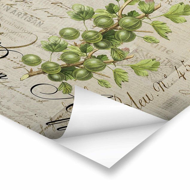 Posters Shabby Chic Collage - Gooseberry
