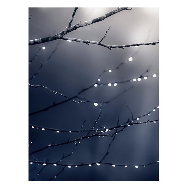 Magneetborden Drops Of Light On A Branch Of A Birch Tree