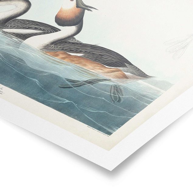 Posters Vintage Board Grebes