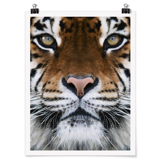 Posters Tiger Eyes