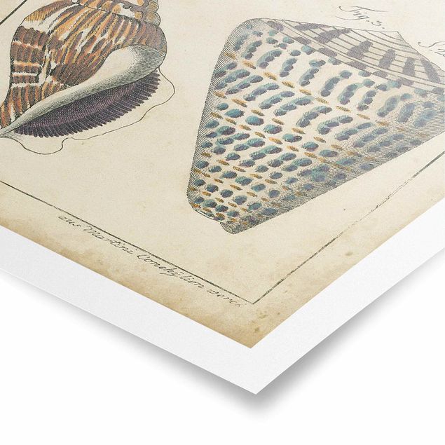 Posters Vintage Conch Drawing Pattern Bunte