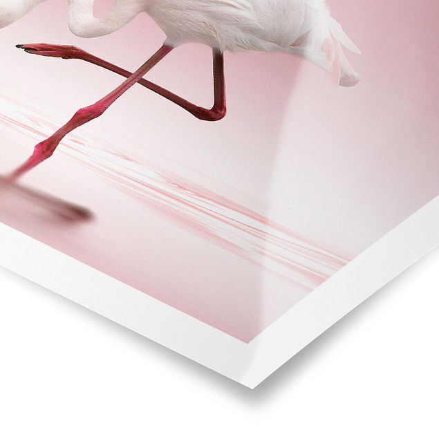 Posters Flamingo Dance