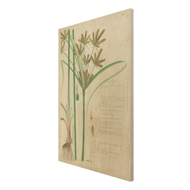 Houten schilderijen Vintage Botany Drawing Grasses I