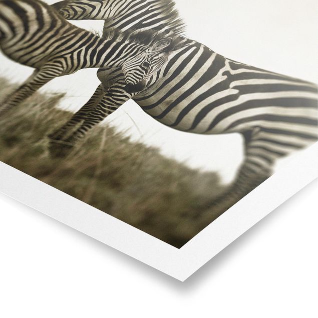 Posters Zebra Couple