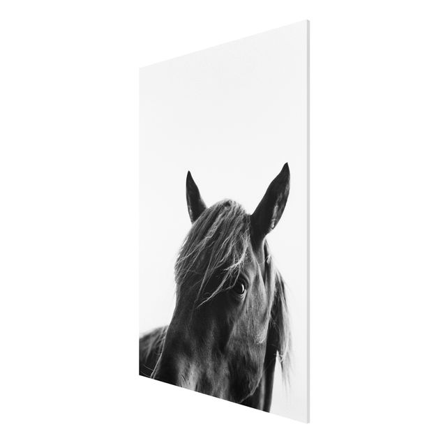 Forex schilderijen Curious Horse