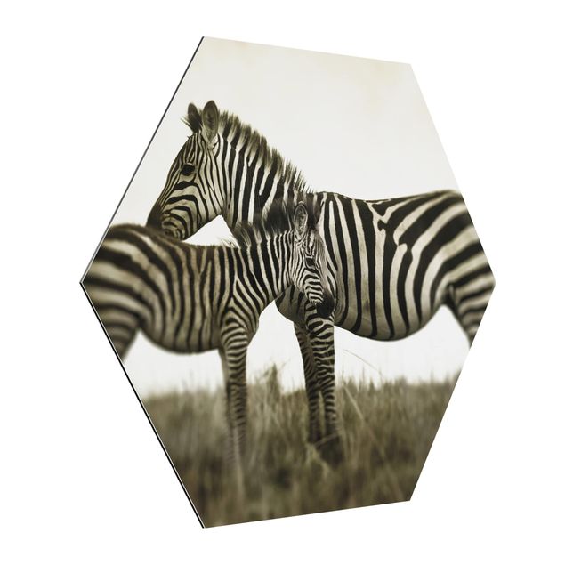 Hexagons Aluminium Dibond schilderijen Zebra Couple