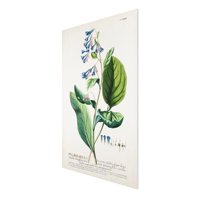 Forex schilderijen Vintage Botanical Illustration Lungwort