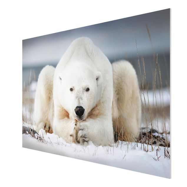 Forex schilderijen Contemplative Polar Bear