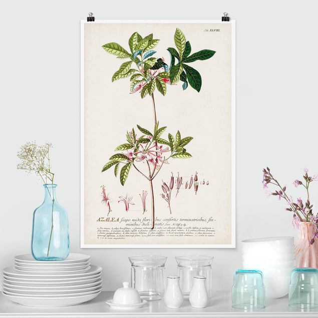 Posters Vintage Botanical Illustration Azalea