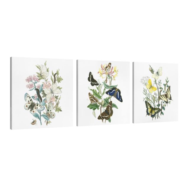 Canvas schilderijen - 3-delig British Butterflies Set I