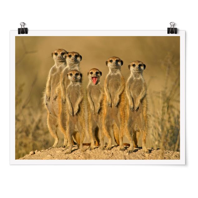 Posters Meerkat Family