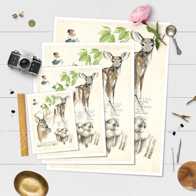 Posters Wilderness Journal - Deer