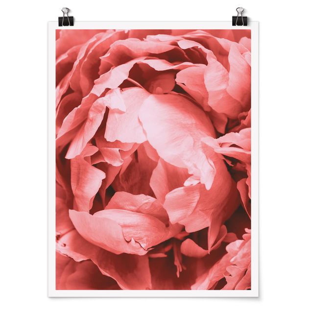 Posters Peony Blossom Coral
