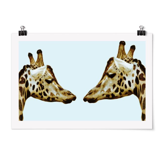 Posters Giraffes In Love