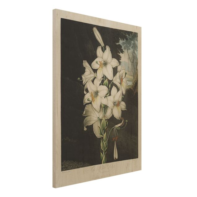 Houten schilderijen Botany Vintage Illustration White Lily