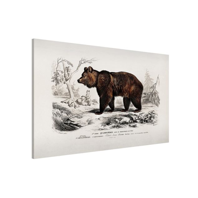 Magneetborden Vintage Board Brown Bear