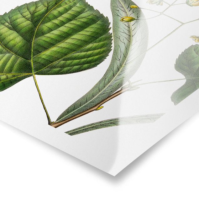 Posters Foliage With Flowers I