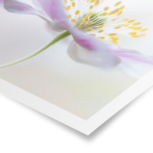 Posters Windflower In White