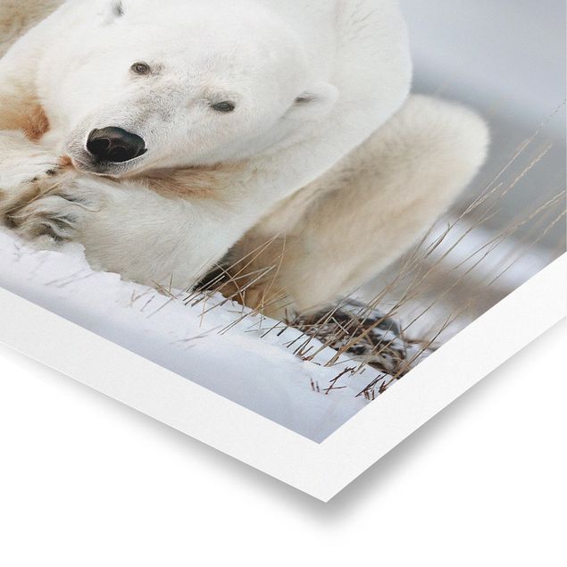 Posters Contemplative Polar Bear