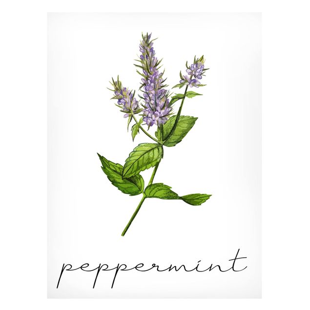 Magneetborden Herbs Illustration Pepper Mint