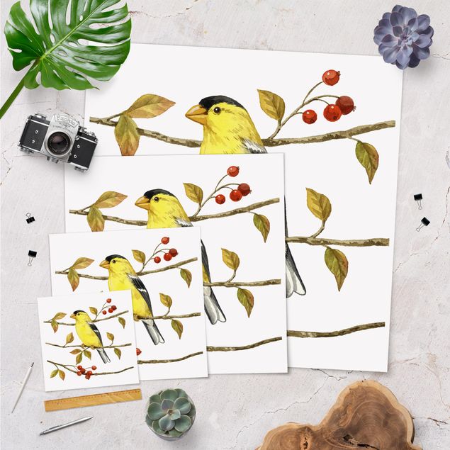 Posters Birds And Berries - American Goldfinch