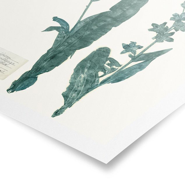 Posters Pressed Flowers - Hound's Tongue