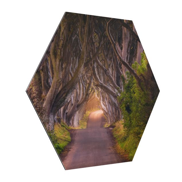 Hexagons Aluminium Dibond schilderijen Tunnel Of Trees