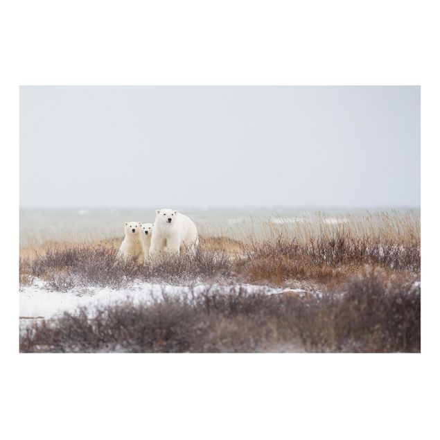 Forex schilderijen Polar Bear And Her Cubs