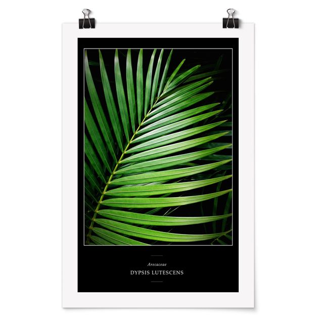 Posters Tropical Palm Leaf