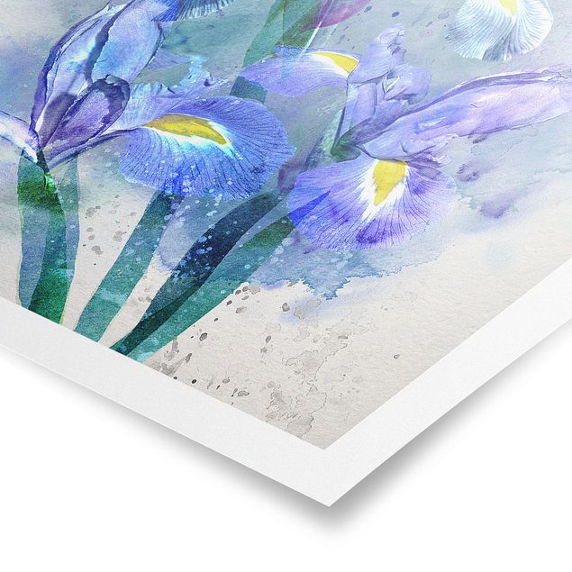 Posters Watercolour Flowers Iris