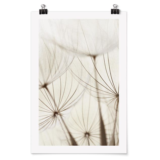 Posters Gentle Grasses