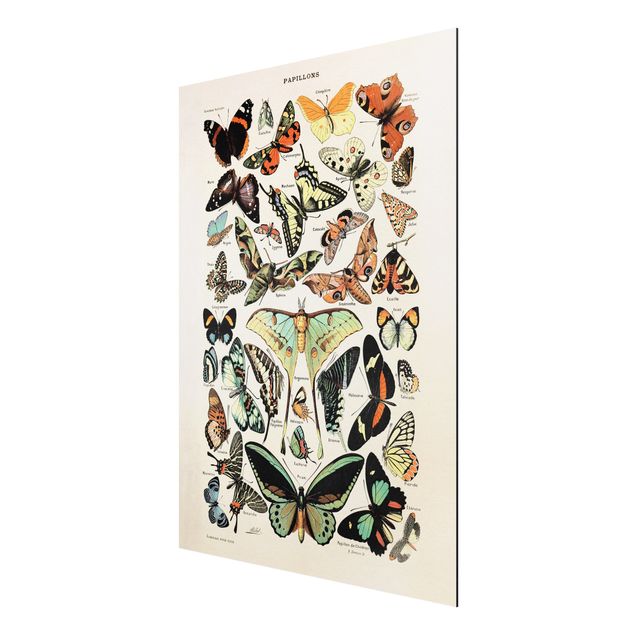 Aluminium Dibond schilderijen Vintage Board Butterflies And Moths