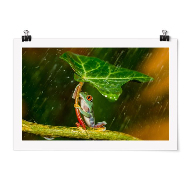 Posters Frog In The Rain