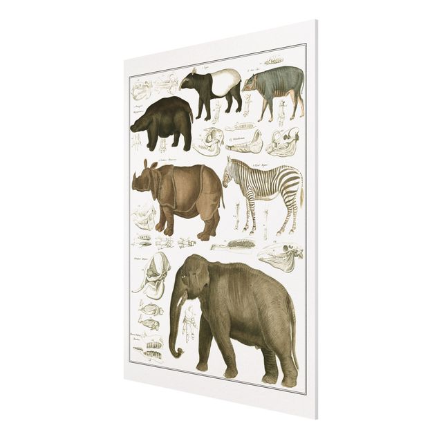 Forex schilderijen Vintage Board Elephant, Zebra And Rhino